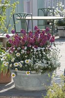 Alte Zink-Wanne bepflanzt mit Erysimum 'Winter Orchid' (Goldlack)