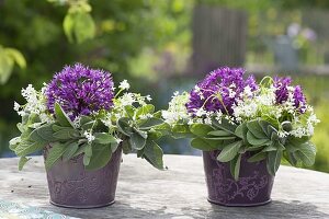 Small Biedermeier bouquets made of Allium and woodruff flowers