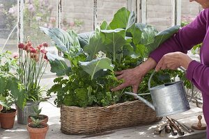 Frau giesst Korbkasten mit Kohlrabi (Brassica) und Petersilie (Petroselinum)