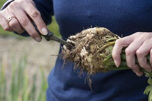 Woman cleaning freshly harvested celery tuber at bed