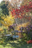 Kleiner Sitzplatz neben Rhus typhina (Essigbaum) und Morus nigra