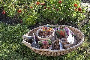 Flower bulbs for spring in autumn plants