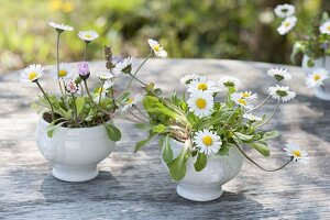 Maiengrün, Bellis perennis (Daisies) in soup bowls