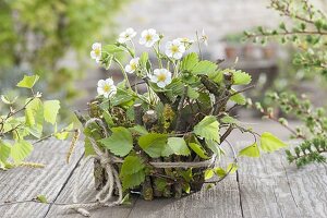 Maiengrün wild strawberry, pot covered with branches, branch