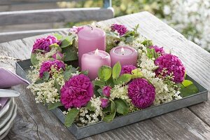 Scented wreath on zinc bowl, rose 'Rose De Resht'