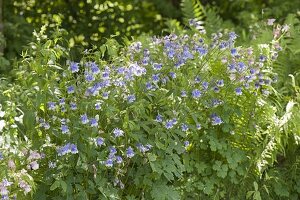 Aquilegia caerulea 'Himmelblau' (Akelei) im Garten