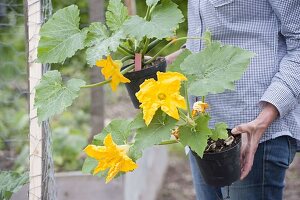 Blühende Kletterzucchini 'Black Forest' (Cucurbita pepo)