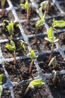 Bush beans (Phaseolus) seedlings, preferred in pot plate