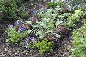 Vegetable bed with lettuce, salad (Lactuca), kohlrabi