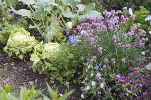 Beet mit Kopfsalat , Salat (Lactuca), bluehendem Schnittlauch