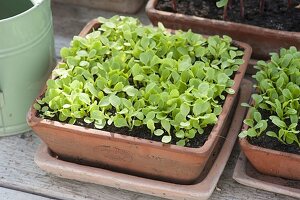 Seedlings of green salad in terracotta bowl