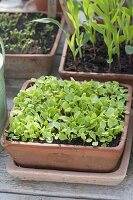 Seedlings of green salad in terracotta bowl