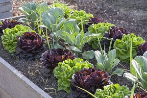 Raised Salanova salads, cabbage and onions bed