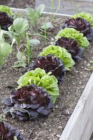 Raised bed of Salanova salads, cabbage and onions