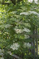 Blossoming elder (Sambucus nigra) at the garden fence