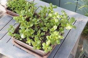 Portulaca in terracotta bowl