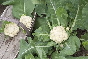 Mini Cauliflower 'Multi-Head'