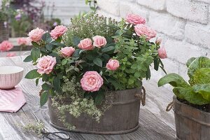 Kleine Holz-Wanne mit Rosa chinensis (China-Rose, Zwergrose), Thymian