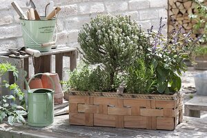 Woman planting spank basket with herbs