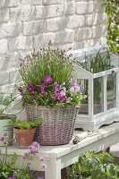 Basket with viola cornuta and chives