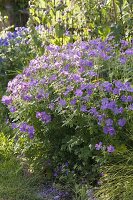 Geranium pratense 'Johnson's Blue' (cranesbill)