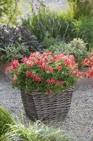 Pelargonium capitatum 'Concolor Lace' (Scented Geranium) in basket