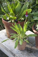 Primula vialii in clay pot, flowering period June-July