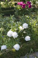 Paeonia lactiflora 'Shirley Temple' (Precious Peony)