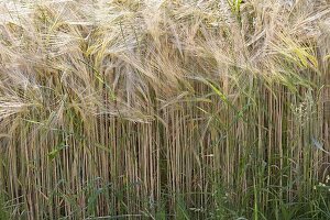Barley (barley grass) in the cornfield