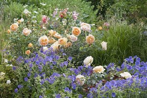 Pink 'Lady Of Shalott' by David Austin, often flowering