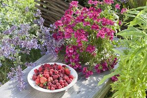 Teller mit frisch gepflueckten Erdbeeren ( Fragaria ) und Himbeeren