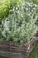 White-flowering herbs in bed with surround of hazel wickerwork