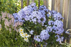 Phlox paniculata 'Violetta gloriosa' (Phlox)