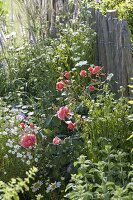 Rosa 'Schloss Bad Homburg' at the fence, often flowering