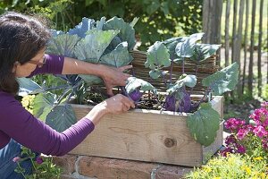 Woman harvesting blue kohlrabi 'delikatess'