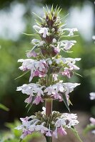 Morina longifolia (elves thistle, quince thistle)