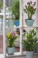 Zantedeschia rehmannii 'Pink', 'Majestic Red' above, elliotiana 'Picasso' white-li