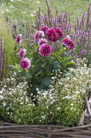 Dahlia 'Diabolo' (Decorative Dahlia), Salvia nemorosa 'Amethyst'