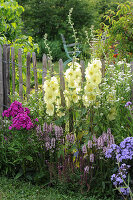 Alcea rugosa (Gelbe Stockrose, Russische Stockrose)