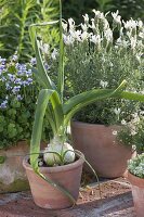 Scilla maritima and Lavandula stoechas 'White Summer'