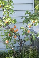 Aprikosenbaum (Prunus armeniaca) und Oregano (Origanum)