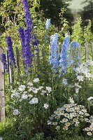 Delphinium Magic Fountain 'Dark Blue', 'Sky Blue'