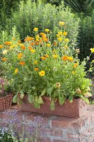 Calendula officinalis (Ringelblumen) im Terracotta - Kasten