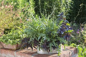 Kräuterkasten mit Rucola (Eruca), Basilikum (Ocimum basilicum)