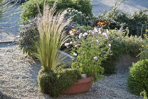 Terracotta bowl with Malva moschata, Stipa