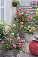 Rose terrace with pink 'Magic Meidiland', 'Ghislaine de Feligonde', 'Palace Rose