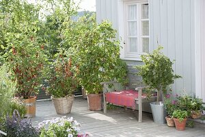 Balkon mit roten Johannisbeeren