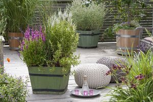 Wooden bucket with plants for shore and wet meadows, Lythrum