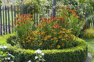Helenium 'Sahin's Early Flower' 'Wyndley' in Rondell with Buxus