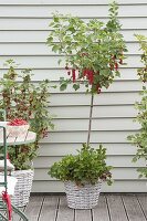 Berry balcony with red currant 'Rolan', bush and 'Rovada' strain